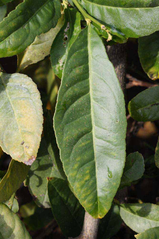                Unifoliolate leaf (S-1, Riverside, CA)       